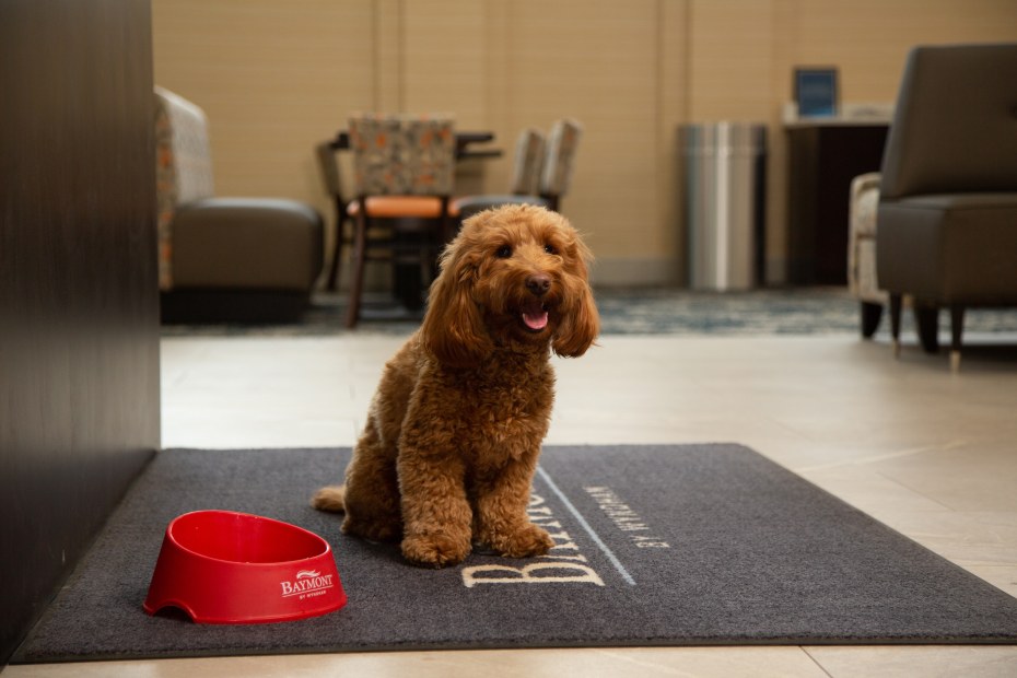 A labradoodle sits on a welcome mat at a Baymont by Wyndham hotel.