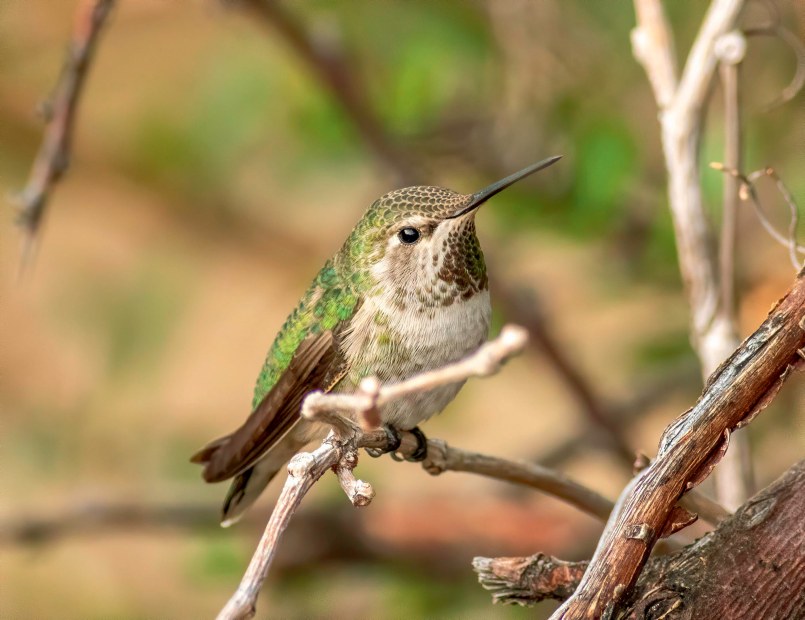 A broad-billed hummingbird perched on a limb near a sugar water feeder in Patagonia Arizona at the Paton Center for Hummingbirds.