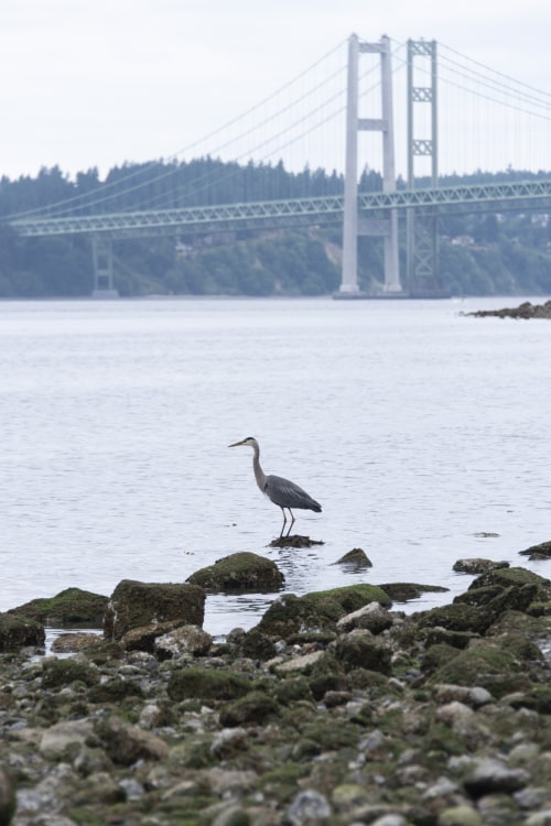 Blue Heron at Titlow Park by Tacoma Narrows Bridge