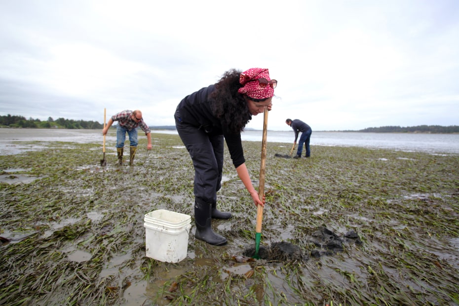 A group dig for clams together in Charleston, Oregon.