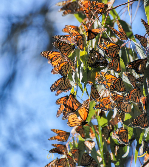 Monarch butterflies swarm a eucalyptus tree in Natural Bridges State Park in Santa Cruz, California.