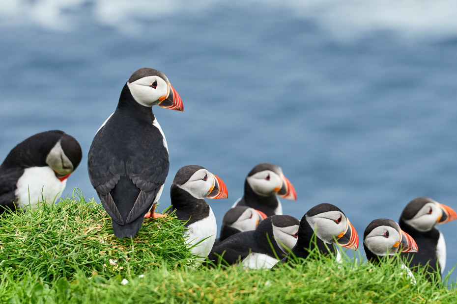 Puffins sit on a cliff on the Faroe Islands.