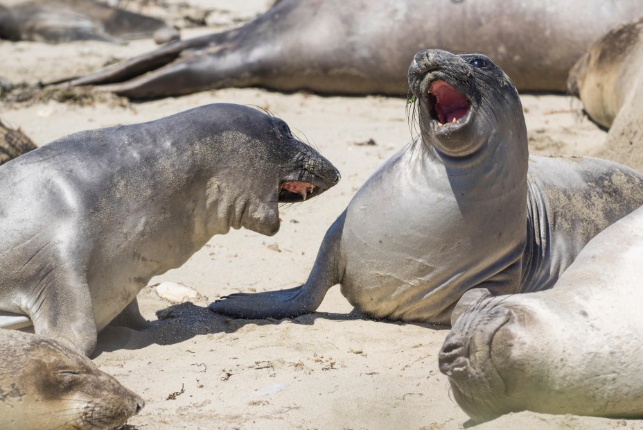 Elephant seals fight and sun in Año Nuevo State Park, California.