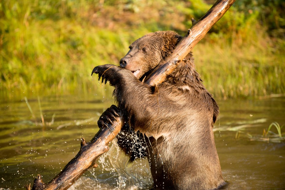 A grizzly bear plays in a river in Montana.