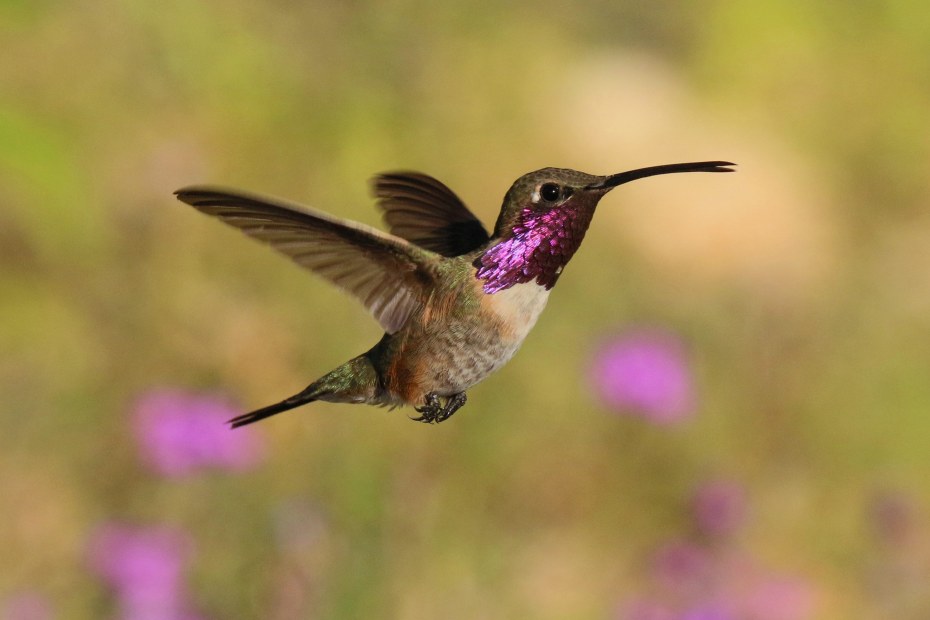 A Lucifer hummingbird hovers in a field in Arizona.