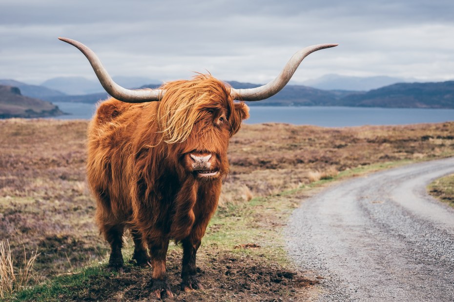 A Highland Coo stands on the side of a road on the Isle of Skye, Scotland.