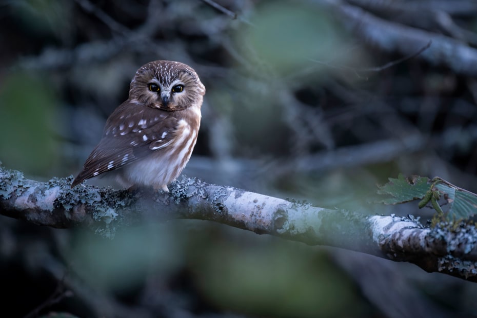 Northern Saw-whet Owl sits on a branch in a tree.