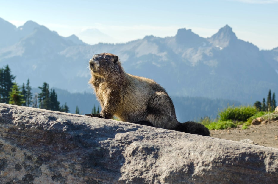 A marmot stands on a rock in Mount Rainier National Park, Washington.