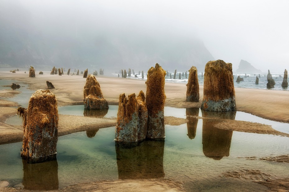 Stumps of the Neskowin Ghost Forest poke out of the sand at high tide.