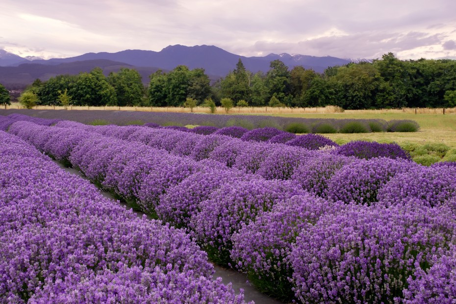 Vibrant purple rows of lavender in Sequim, Washington.