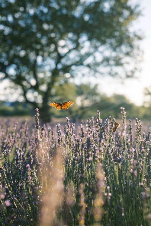 A butterfly hovers over lavender flowers at Life Under the Oaks Lavender Farm.