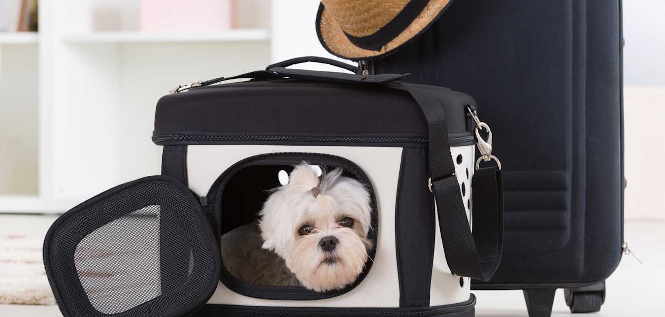 pet dog in travel bag next to suitcase