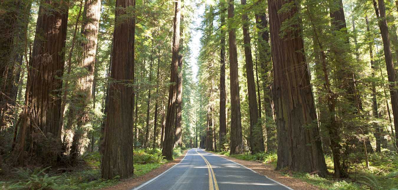 Humboldt Redwoods State Park Avenue of the Giants road