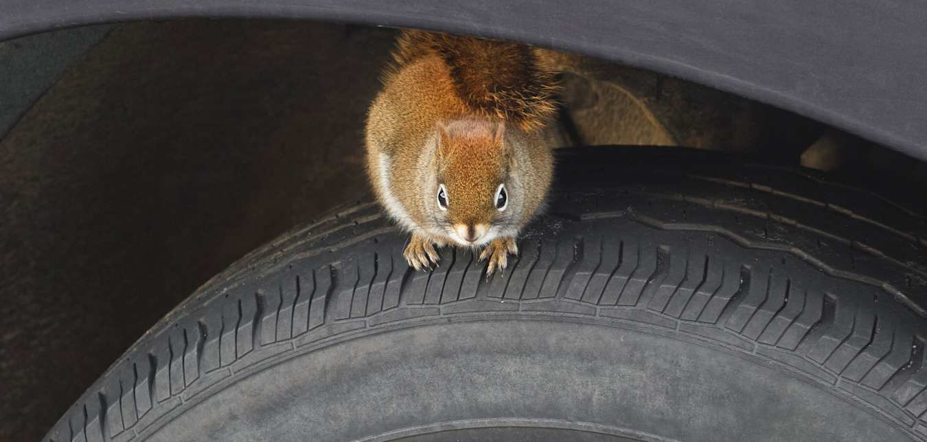 A squirrel sits on top of a car tire.