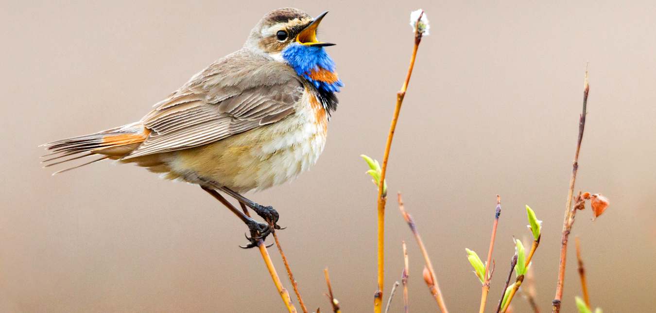 Bluethroat (male) bird singing in Nome, Alaska.