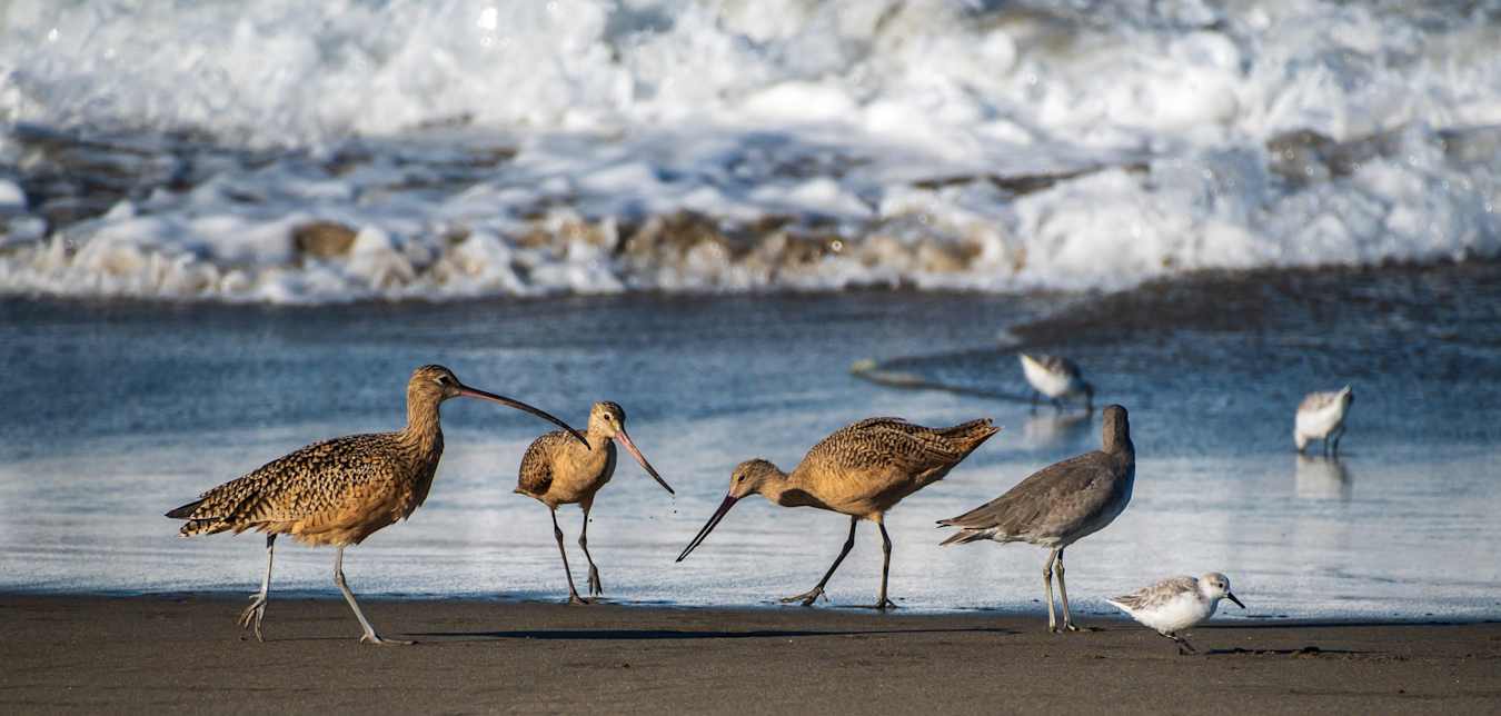 Long-billed curlew and other birds on a beach