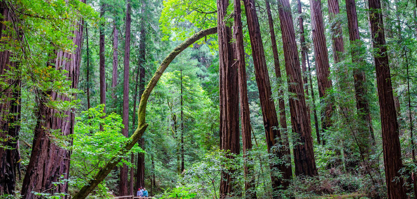 A group of friends walk through Muir Woods National Monument.                       