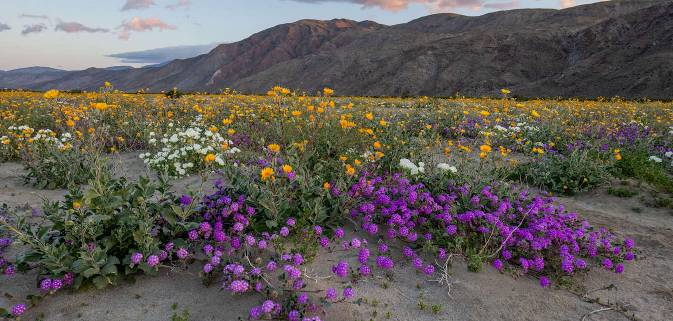 A field of blooming Desert Sand Verbena, Dune Evening Primrose, and Desert Sunflower wildflowers in California's Anza-Borrego Desert State Park.