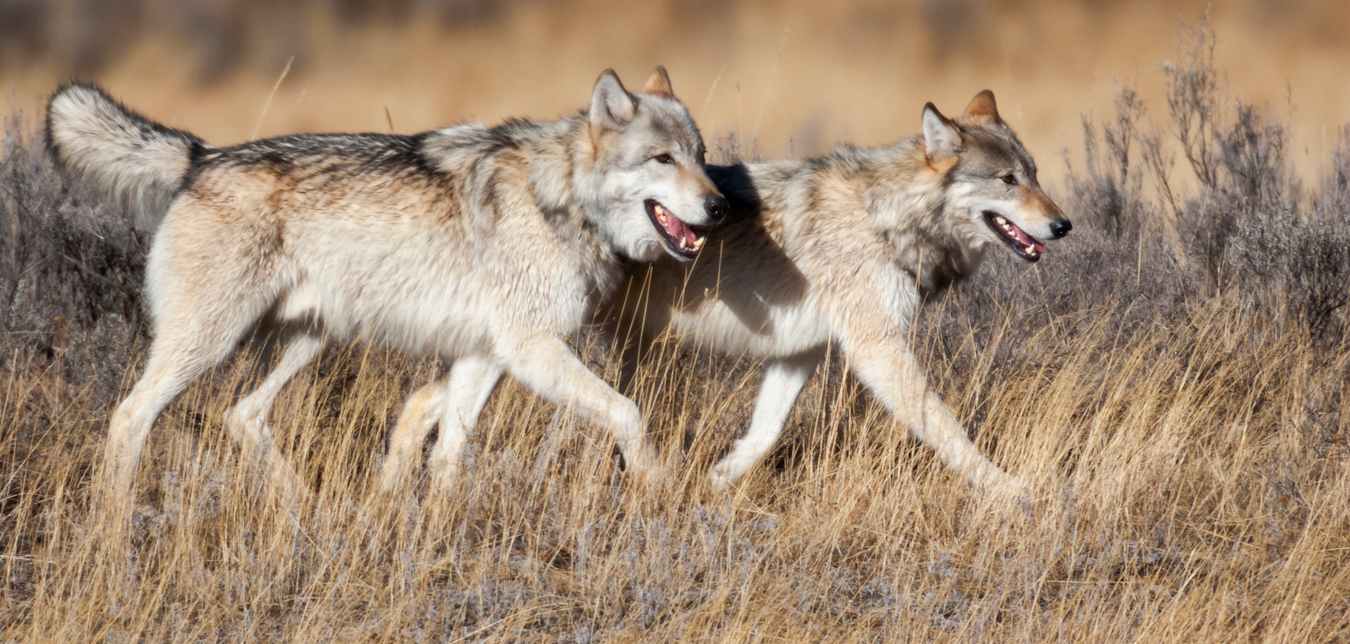 Two wolves walk across dry grass together.