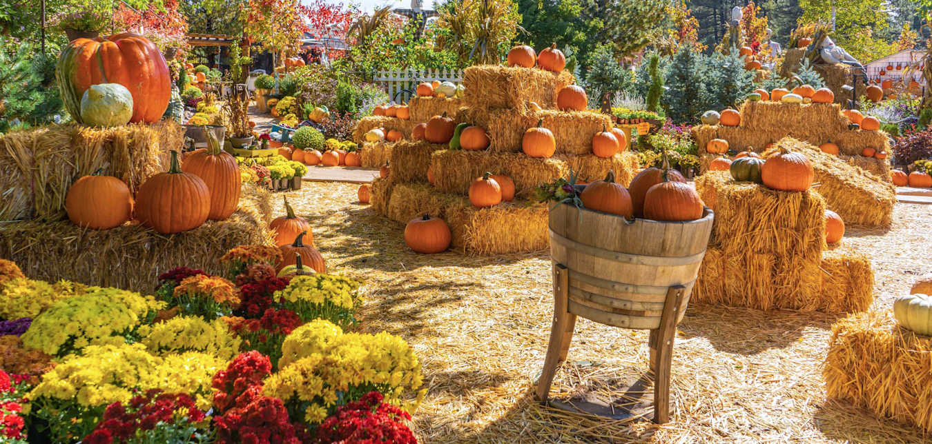 Pumpkins on display at Viola’s Pumpkin Patch in Flagstaff, Arizona.