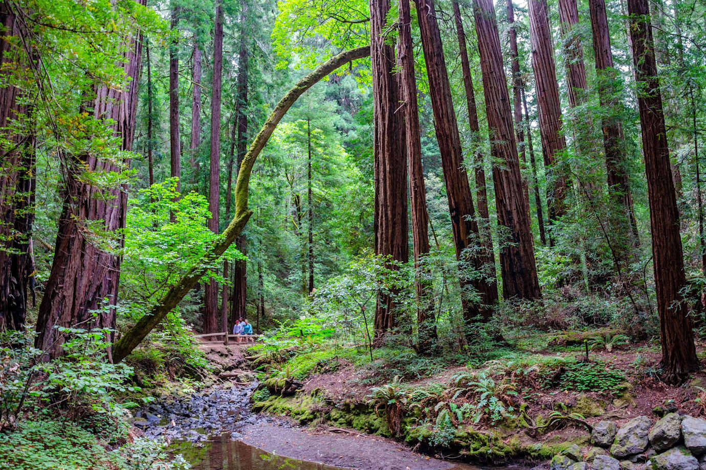 A group of friends walk through Muir Woods National Monument.                       