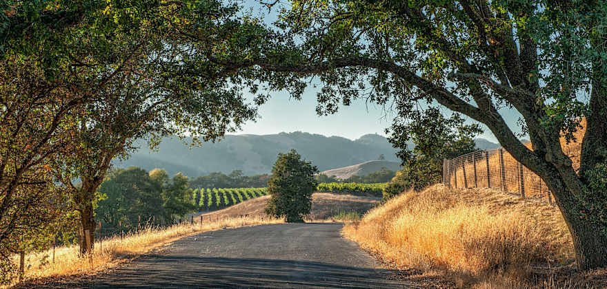 A road in Sonoma County that overlooks oak trees, golden rolling hills, and vineyards, image
