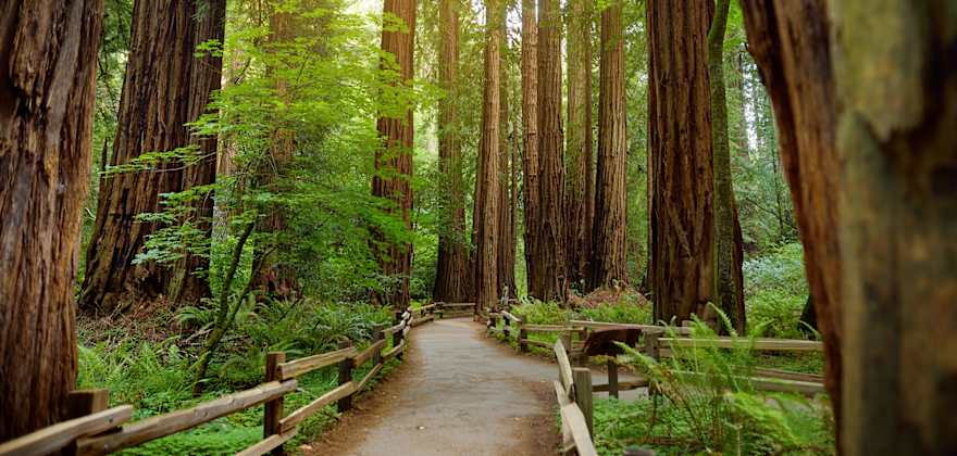a trail through Muir Woods