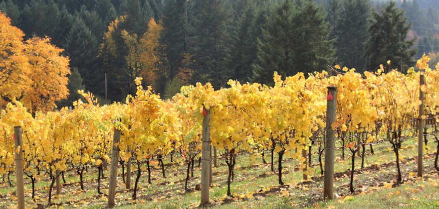 A Weekend in Forest Grove, Oregon