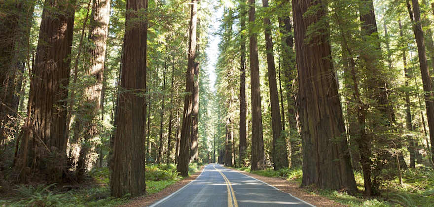 First-Timer’s Guide to Humboldt Redwoods State Park