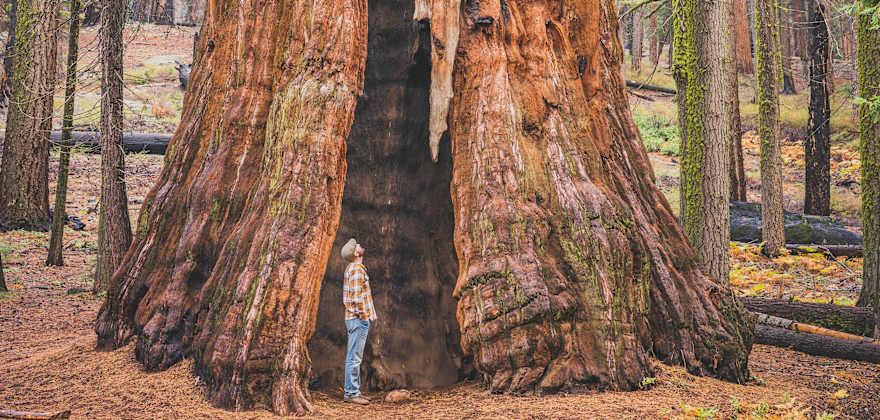 5 Exceptional Bay Area Redwood Groves