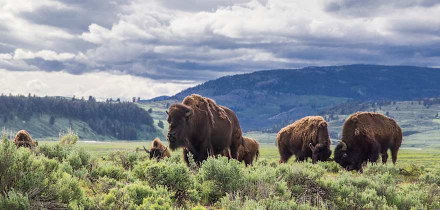 Secrets of Yellowstone National Park