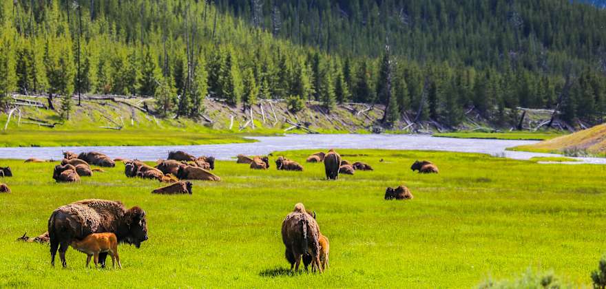 Surprising Facts About Yellowstone National Park
