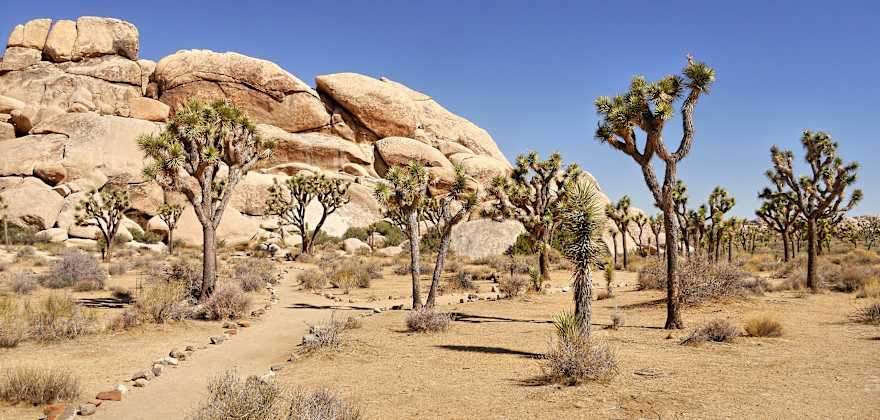 Joshua trees in Mojave National Preserve.