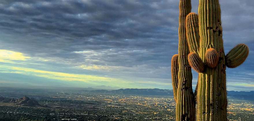 saguaro cactus on Camelback Mountain looks over Phoenix, Arizona