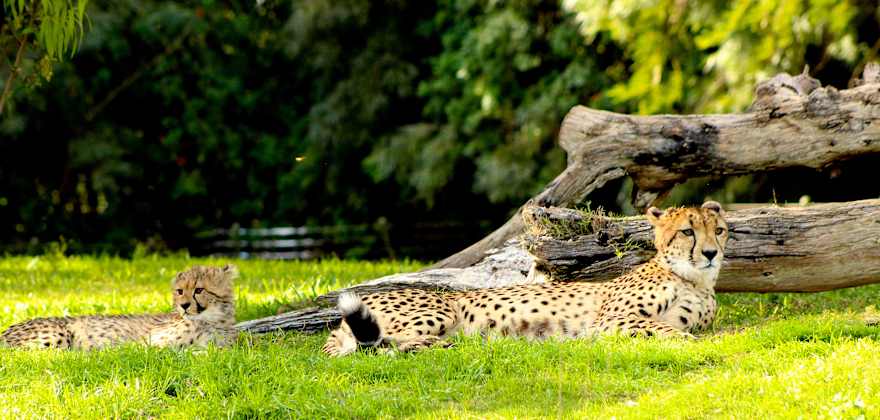 Must-See Animals at the San Diego Zoo