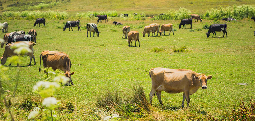 dairy cows graze on Valley Ford Road, image