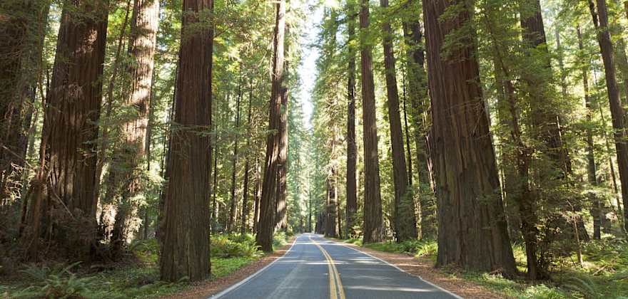California Redwood Country Stops and Sights