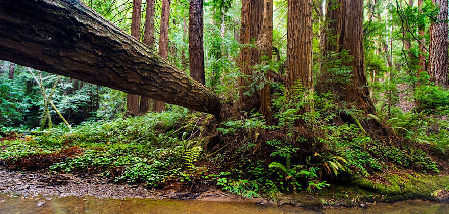 Old-growth redwood trees at Butano State Park in California, photo