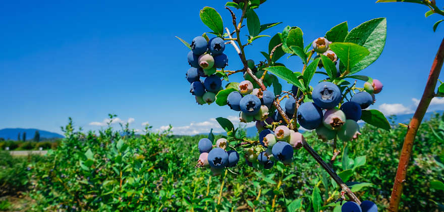 Guide to Local Pacific Northwest Berries
