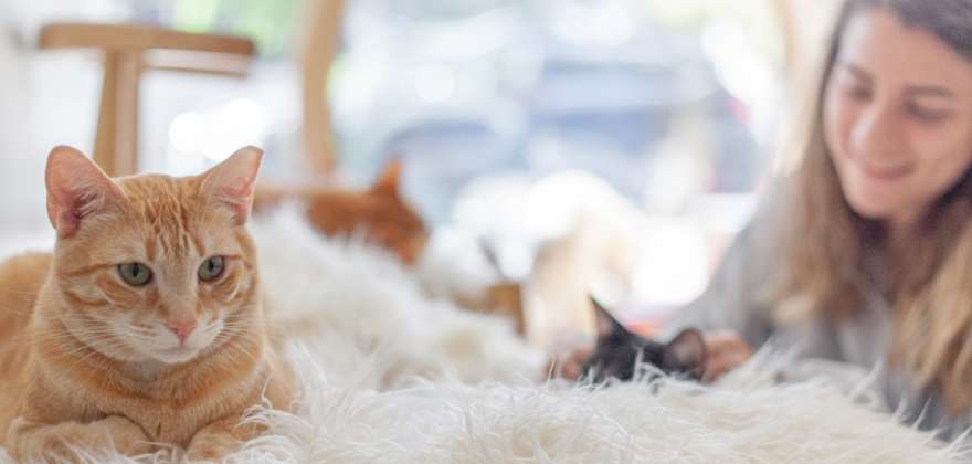 4 Purfect Cat Cafés in the West