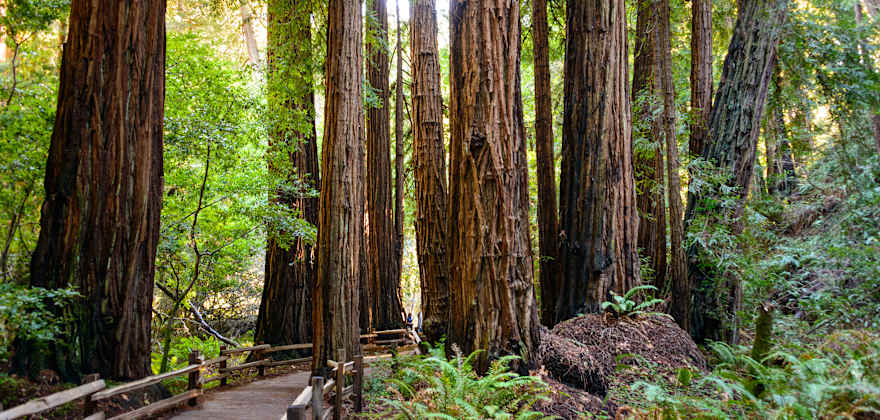 What to See and Do in Muir Woods National Monument