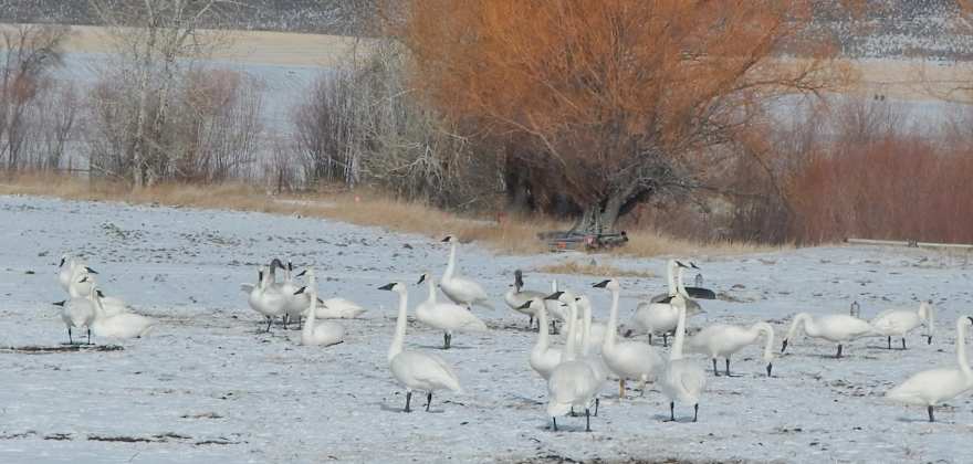 Silver Creek Preserve's Spring-Fed Beauty