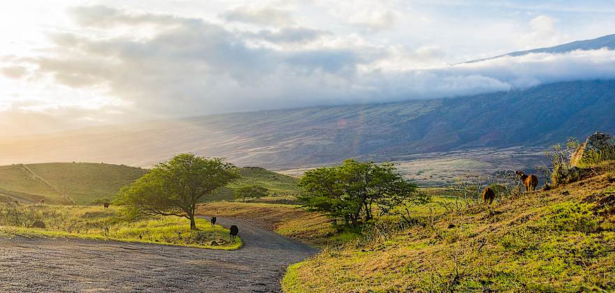 Why You Should Visit Maui's Gourmet Upcountry