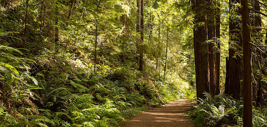 trail through redwoods in Mendocino, California