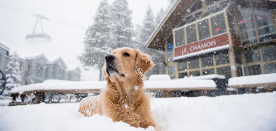 picture of a dog sitting in the snow outside Le Chamois in Tahoe