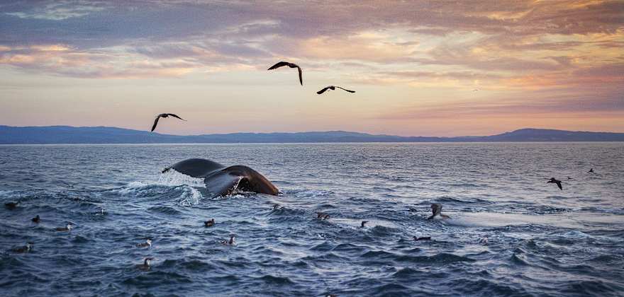What to Do, See, and Eat in Monterey, CA