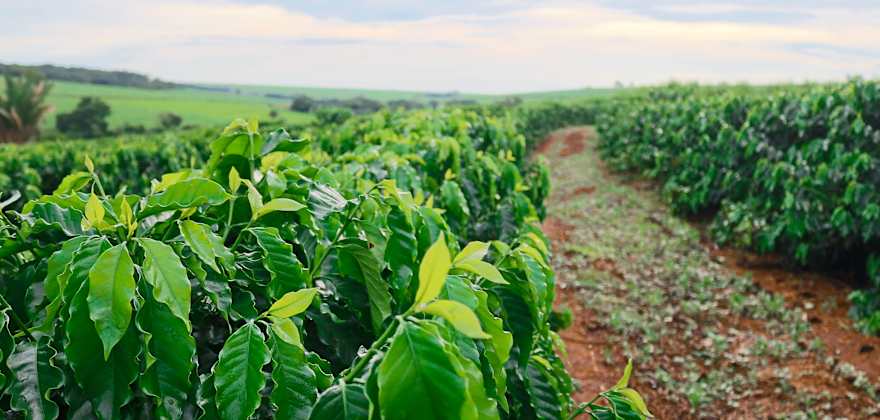 Where to Taste and Tour Hawaiian Coffee on the Islands