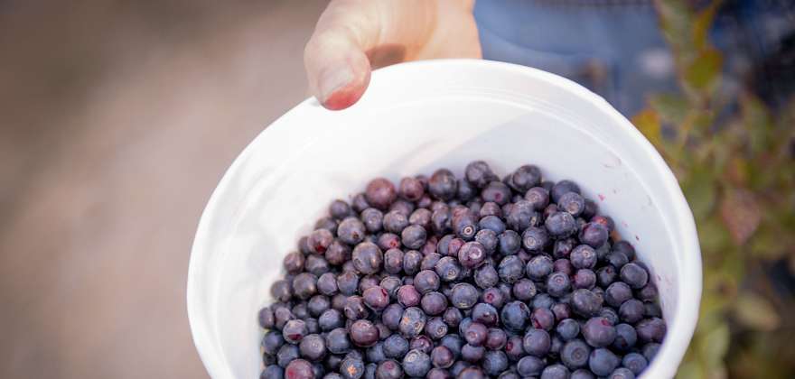 Huckleberry Foraging in the Pacific Northwest
