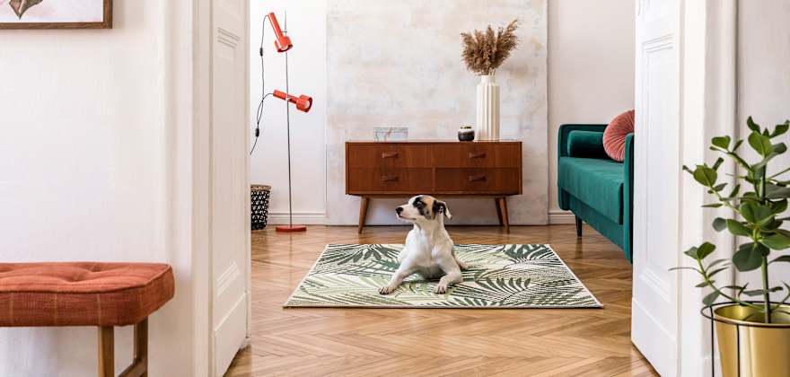 A dog lounges on a rug in a home that has been prepared for an earthquake.