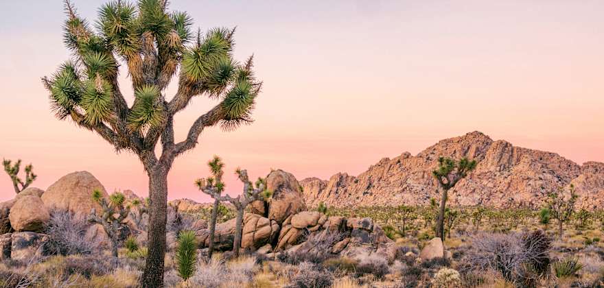 Complete Guide to Joshua Tree National Park